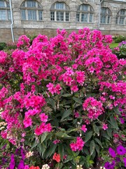 A large blooming pink Phlox bush in a summer garden. Nature background