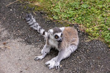 Ring-tailed lemur