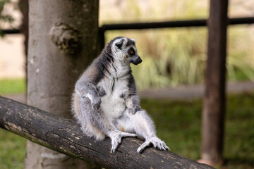 Ring-tailed lemur