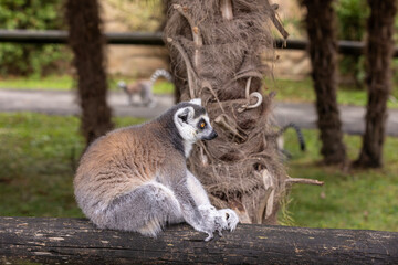 Ring-tailed lemur