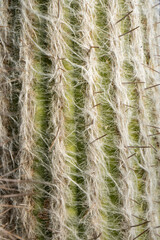 Macro detail of an Old Man Cactus (Cephalocereus senilis) with white hair-like fibers and sharp spines.