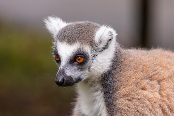 Ring-tailed lemur