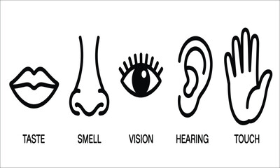 A set of five human senses icons representing taste, smell, vision, hearing, and touch. Minimalist line art vector illustration.