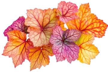 Vibrant autumn foliage collection featuring colorful textured begonia leaves isolated on transparent background