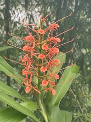 Close-up of Red Ginger Lily Flower in Bloom – Exotic Hedychium coccineum with Green Leaves in Tropical Garden