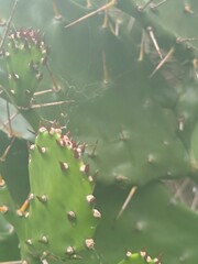 Green prickly pear cactus pad with sharp spines and areoles in natural desert environment, close-up macro photography of succulent plant adaptation showing defensive thorns and waxy surface texture