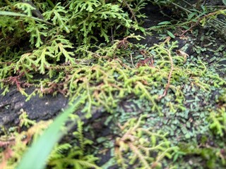 Close-up of Green Moss and Ferns Growing on Wet Rock in Forest – Macro Nature Photography of Tropical Ground Cover Plants