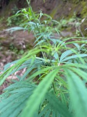 Close-Up of Cannabis Plant, Vibrant Green Leaves in Natural Setting