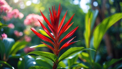 Tropical plant with red bracts and green leaves in a lush garden setting. Bright and colorful, showcasing vibrant foliage and natural beauty.