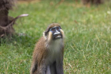 Moustached guenon