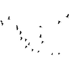 A silhouette of a flock of birds flying in a V-formation, symbolizing a journey of migration and freedom.
