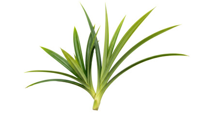 Obraz premium Isolated Pandan Leaves