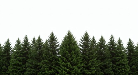 Fototapeta premium Evergreen Forest Lush pine trees against bright sky backdrop Nature bliss.