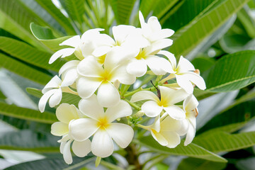 White frangipani flowers on a green leaf background