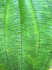 Fototapeta premium Close-Up of Vibrant Red and Green Leaf with Brown Spots: Natural Texture and Colorful Patterns in Foliage