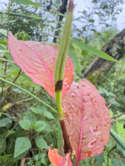 Close-Up of Vibrant Red and Green Leaf with Brown Spots: Natural Texture and Colorful Patterns in Foliage