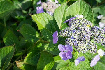 紫の紫陽花の花