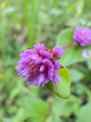 Beautiful pink purple rose buds in early bloom stage with soft petals unfurling in natural garden setting, romantic flowering plants with blurred green foliage background in spring season