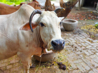 White Indian Bull with Curved Horns in Rural Courtyard