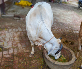 Indian White Bull Feeding from Stone Trough in Village Courtyard