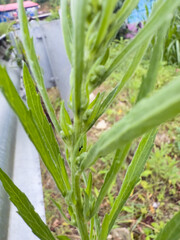 Obraz premium Close-up of Green Weed Plant with Long Narrow Leaves – Macro Photography of Wild Vegetation Growing by Roadside