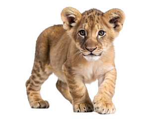 portrait of a lion cub isolated on transparent background