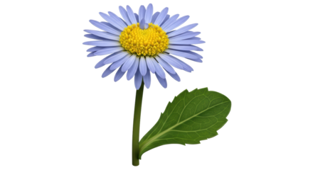 Isolated blue daisy flower