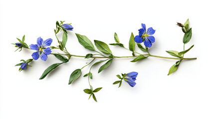 Watercolor botanical illustration of blue flowers with green leaves, showcasing delicate details and vibrant colors