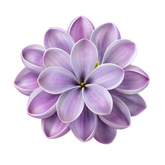 lavender lilac flower bloom isolated on white background