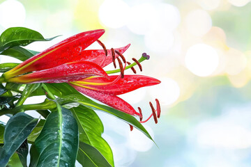 Beautiful red flowers with green leaves glistening with water droplets, creating fresh and vibrant atmosphere