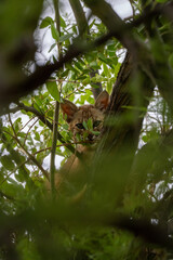 Obraz premium Bobcat kitten hiding in tree canopy, surrounded by green leaves in Southern Arizona.