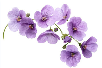 Watercolor botanical illustration of delicate purple flowers showcasing intricate details and soft hues, evoking sense