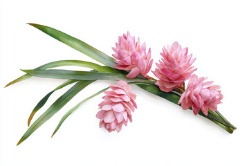 Watercolor botanical illustration of pink flowers with green leaves, showcasing delicate details and vibrant colors
