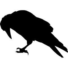 A detailed black silhouette of a common crow or raven bird looking down, isolated on a white background. Vector art illustration.