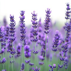 Obraz premium Closeup of blooming lavender flowers in a field, showcasing their vibrant purple color and delicate texture, evoking a sense of nature and tranquility