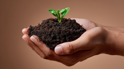 Hands Holding Soil with Seedling New Life Sprouting