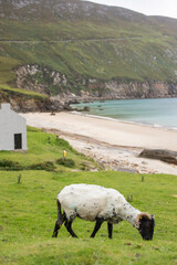 sheep on the beach, beach house