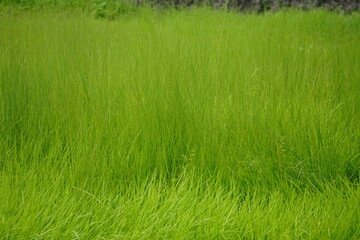 Wild green tall grass growing on the field