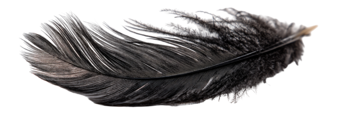 Close-up of a dark gray feather