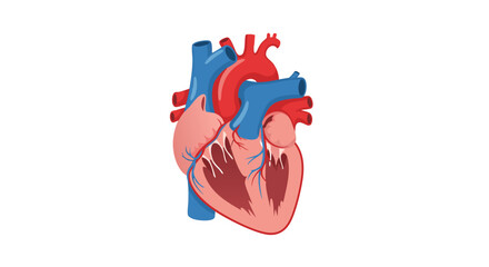 Detailed human heart illustration with a focus on anatomical accuracy and cardiovascular health symbolism, providing a clear educational visual