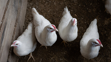Fluffy White Broiler Chickens in Coop Overhead View Thriving Poultry Farm Scene Healthy Birds Comfortable Housing Broiler Production Sustainable Agriculture
