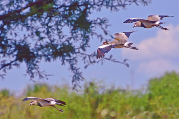 Fototapeta premium The Northern tero, Formosa, Argentina