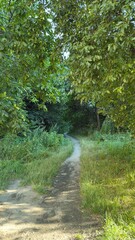 Forest trail through green shade — calming summer landscape for eco-tourism and inspiration
