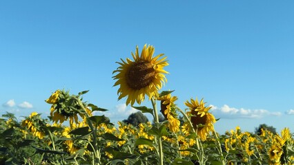 Vast sunflower field under a clear blue sky &mdash; a summer symbol of fertility, ecology, and rural aesthetics
