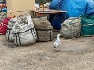 Seagulls walking among fishing boat equipment lying on the quay in the fishing port of Mrzezyno in...