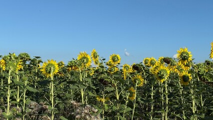 Sunflower Field Under Clear Blue Sky — A Symbol of Summer Harmony, Natural Beauty, and Rural Abundance