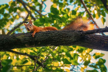 Red squirrel on a tree branch. Warm rays of the summer sun and green foliage. Summer nature. Animals in their natural habitat.