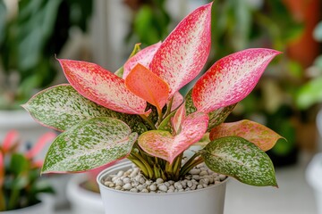 A vibrant aglaonema plant with red and green leaves in a white pot