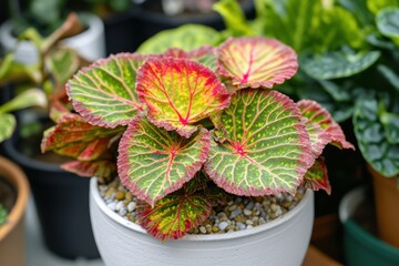 Colorful begonia plant with vibrant foliage in a pot, close up view