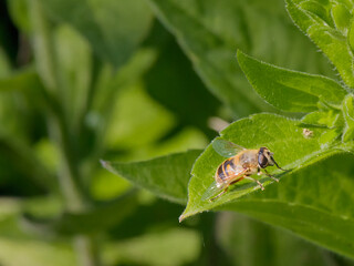 Close-up of a bee perched on a leaf in a lush green garden during daylight hours